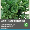 Best Liebstöckel / Maggikraut (Levisticum officinalis) Samen Kräutersamen|Saatgut