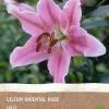 Best Lilie rosa (Lilium oriental) (BIO) Blumenzwiebel 1 St. Sommer-Blüher|Blumenzwiebeln