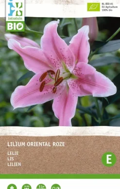 Best Lilie rosa (Lilium oriental) (BIO) Blumenzwiebel 1 St. Sommer-Blüher|Blumenzwiebeln