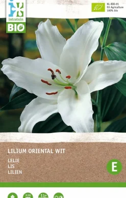 Sale Lilie weiß (Lilium oriental) (BIO) Blumenzwiebel 1 St. Sommer-Blüher|Blumenzwiebeln