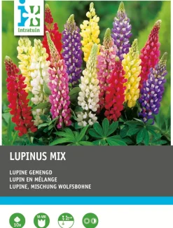 Clearance Lupine (Lupinus) Blumenzwiebel-Mischung 10 St. Sommer-Blüher|Blumenzwiebeln