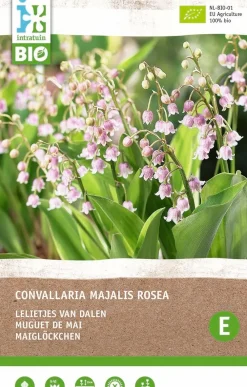 Best Maiglöckchen (Convallaria majalis 'Rosea') (BIO) Blumenzwiebeln 2 St. Sommer-Blüher|Blumenzwiebeln