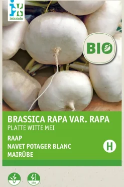 Hot Mairübe (Brassica rapa 'Platte Witte Mei') (BIO) Samen Gemüsesamen|Saatgut