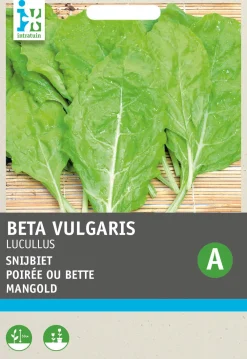 Sale Mangold goldgelb (Beta vulgaris 'Lucullus') Samen Gemüsesamen|Saatgut