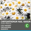 Best Margerite (Chrysanthemum maximum nanum 'Silver Princess') Blumensamen Winterharte Pflanzen|Blühende Pflanzen