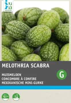 Clearance Mexikanische Mini-Gurke (Cucamelon) Samen Obstsamen|Saatgut