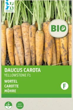 Sale Möhre (Daucus carota 'Yellowstone') (BIO) Samen Gemüsesamen|Saatgut