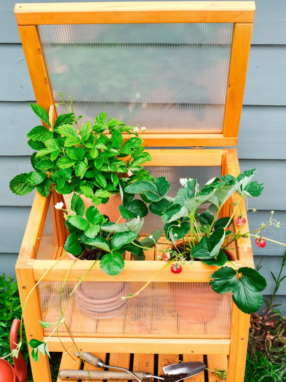 Outlet Mini-Gewächshaus hoch Susz naturell 59 x 52 x 96 cm Anzuchtkästen & Mini-Gewächshäuser