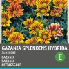 Best Mittagsgold (Gazania splendens hybrida 'Sunshine') Blumensamen Saatgut|Blühende Pflanzen