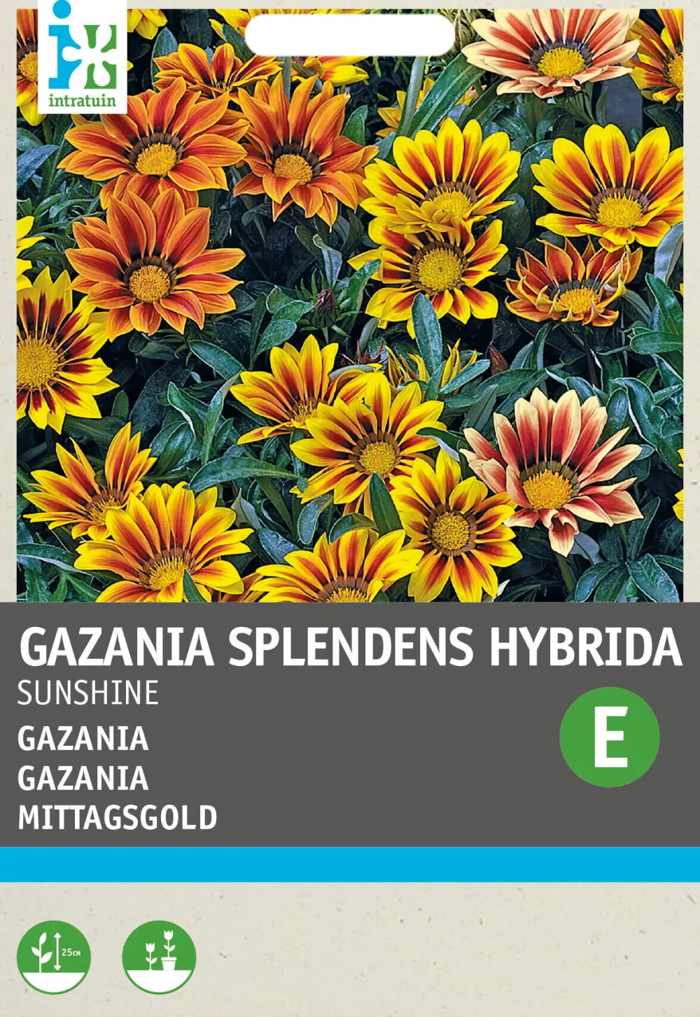 Best Mittagsgold (Gazania splendens hybrida 'Sunshine') Blumensamen Saatgut|Blühende Pflanzen