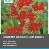 Hot Montebretie (Crocosmia 'Lucifer') Blumenzwiebeln rot 25 St. Sommer-Blüher|Blumenzwiebeln