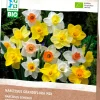 New Narzisse (Narcissus grandiflora) gemischt (BIO) Blumenzwiebeln 15 St. Frühlings-Blüher|Blumenzwiebeln