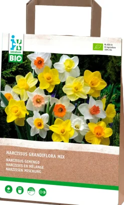 New Narzisse (Narcissus grandiflora) gemischt (BIO) Blumenzwiebeln 15 St. Frühlings-Blüher|Blumenzwiebeln