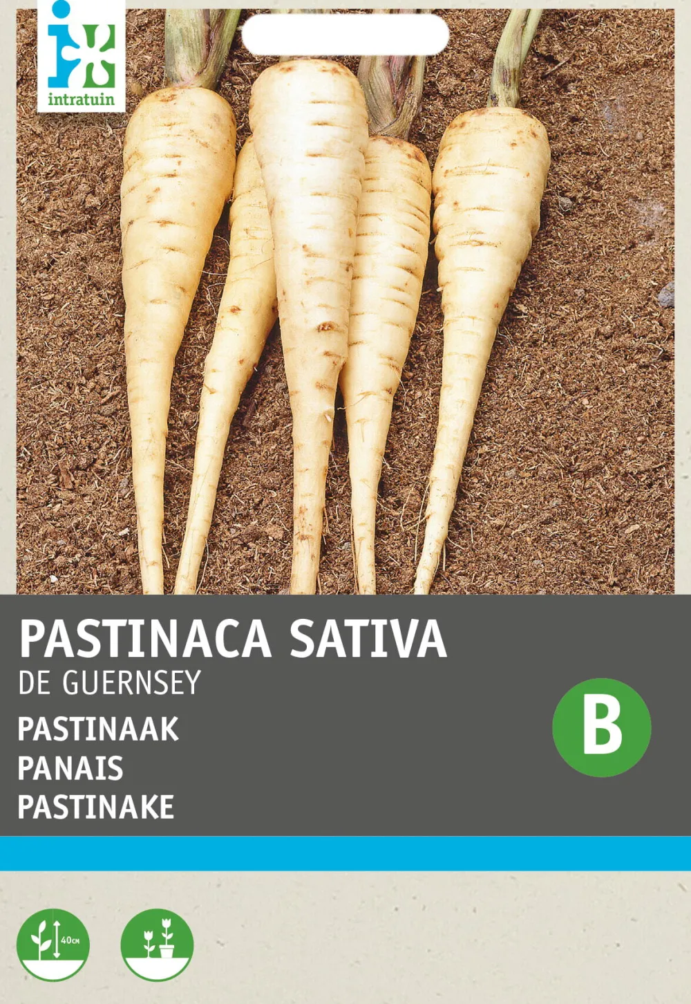 Discount Pastinake (Pastinaca sativa 'Von Guernsey') Samen Gemüsesamen|Saatgut