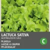 Online Pflücksalat (Lactuca sativa 'Australischer Gelber') Samen Gemüsesamen|Saatgut