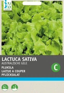 Online Pflücksalat (Lactuca sativa 'Australischer Gelber') Samen Gemüsesamen|Saatgut