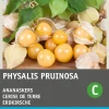 Physalis / Erdkirsche (Physalis pruinosa) Samen Gemüsesamen|Saatgut