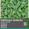 Discount Portulak (Portulaca oleracea 'Grüner') Samen Gemüsesamen|Saatgut