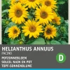 Best Premium Topf-Sonnenblume (Helianthus annuus 'Pacino') Blumensamen Saatgut|Blühende Pflanzen