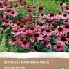 Purpur Sonnenhut (Echinacea 'Magnus Rosa') (BIO) Blumenzwiebel 1 St. Sommer-Blüher|Blumenzwiebeln