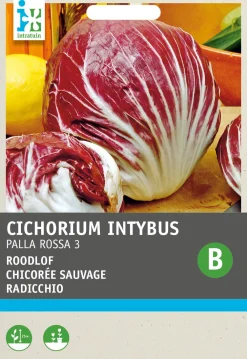 Radicchio (Cichorium intybus 'Pallo Rossa di Chioggia') Samen Gemüsesamen|Saatgut