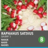 Sale Radieschen (Raphanus sativus 'Gaudry') Samen Gemüsesamen|Saatgut