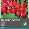 Clearance Radieschen (Raphanus sativus 'Saxa') Samen Gemüsesamen|Saatgut