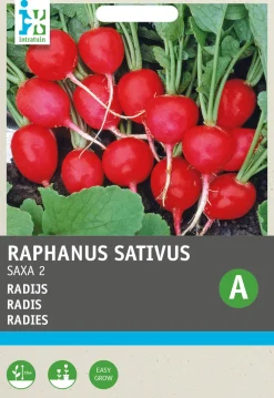 Clearance Radieschen (Raphanus sativus 'Saxa') Samen Gemüsesamen|Saatgut