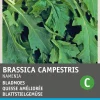 Rübstiel (Brassica rapa 'Namenia') Samen Gemüsesamen|Saatgut