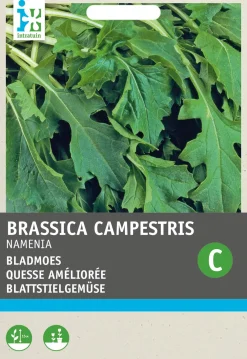 Rübstiel (Brassica rapa 'Namenia') Samen Gemüsesamen|Saatgut