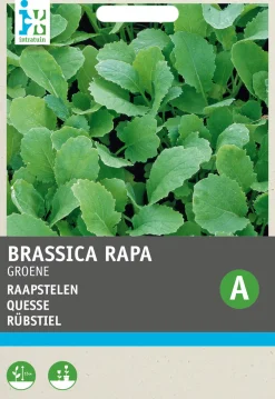 Outlet Rübstiel grün (Brassica rapa 'Stielmus') Samen Gemüsesamen|Saatgut