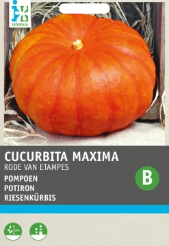 Clearance Riesenkürbis (Cucurbita maxima 'Roter von Etampes') Samen Gemüsesamen|Saatgut