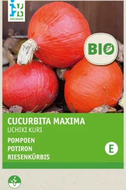 Outlet Riesenkürbis (Cucurbita maxima 'Uchiki Kuri') (BIO) Samen Gemüsesamen|Saatgut