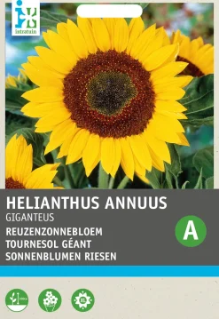 Best Riesen-Sonnenblume (Helianthus annuus 'Giganteus') Blumensamen Saatgut|Blühende Pflanzen