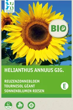 Outlet Riesen-Sonnenblume (Helianthus annuus 'Giganteus') (BIO) Blumensamen Saatgut|Blühende Pflanzen