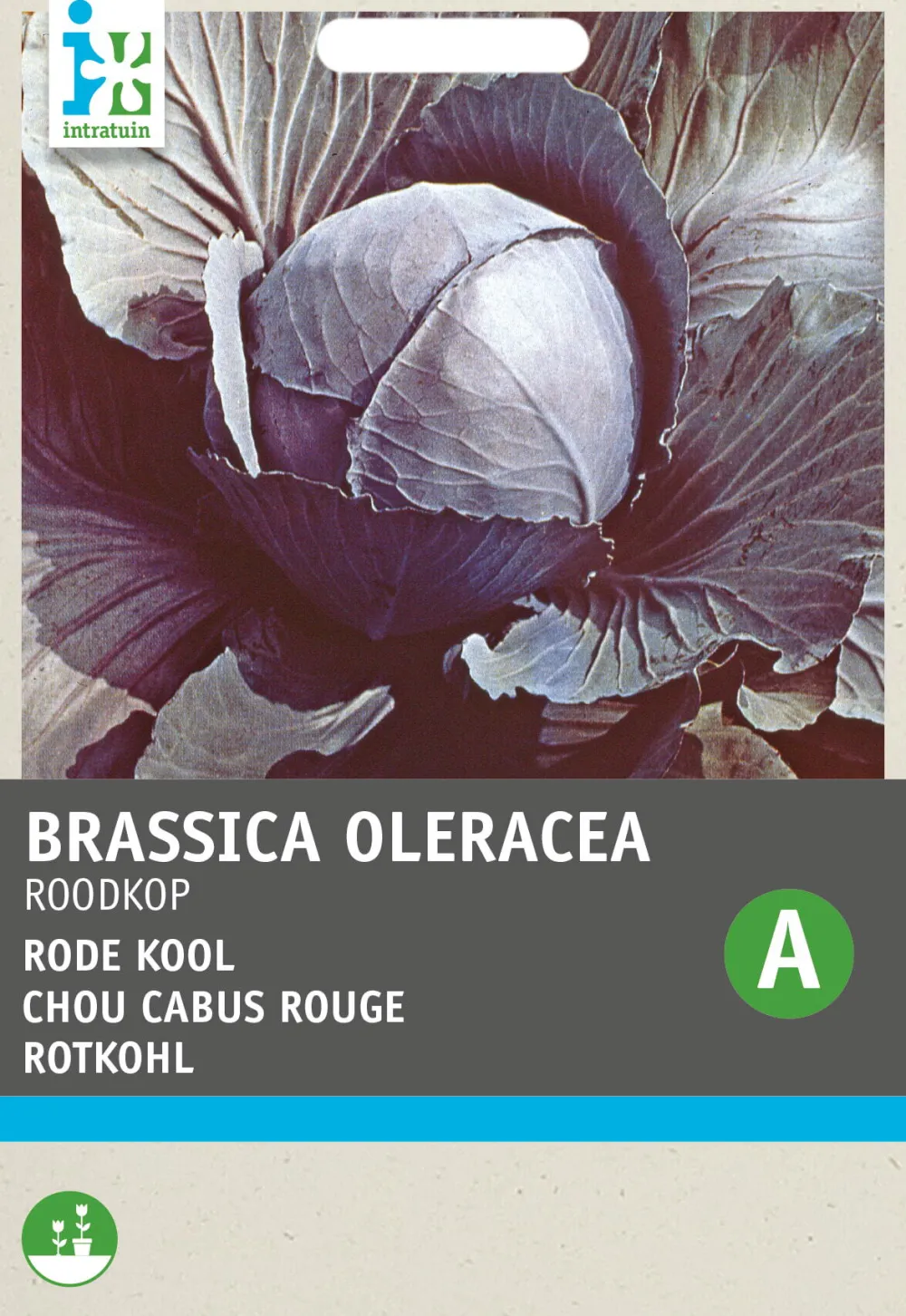 Clearance Rotkohl (Brassica oleracea 'Schwarzkopf') Samen Gemüsesamen|Saatgut