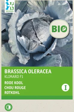 Online Rotkohl (Brassica oleracea 'Langedijker Dauer') (BIO) Samen Gemüsesamen|Saatgut