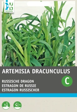 Hot Russischer Estragon (Artemisia dracunculus) Samen Kräutersamen|Saatgut