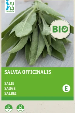 New Salbei (Salvia officinalis) (BIO) Samen Kräutersamen|Saatgut