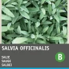 New Salbei (Salvia officinalis) Samen Kräutersamen|Saatgut