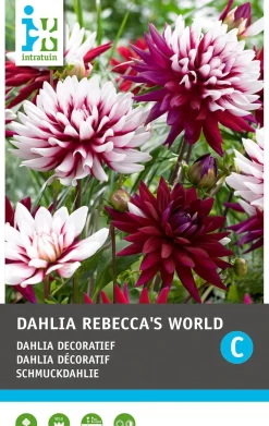Schmuckdahlie (Dahlia deco 'Rebecca's World') Blumenzwiebel 1 St. Sommer-Blüher|Blumenzwiebeln
