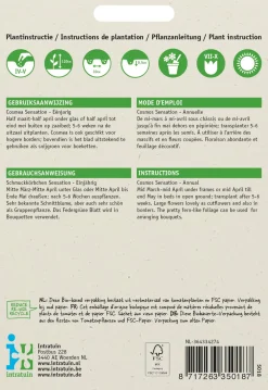 Sale Schmuckkörbchen (Cosmos bipinnatus 'Sensation') Blumensamen Saatgut|Blühende Pflanzen