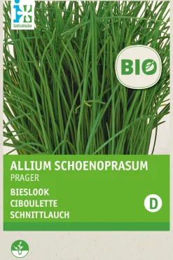 Sale Schnittlauch (Allium schoenoprasum 'Prager') (BIO) Samen Kräutersamen|Saatgut