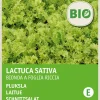 New Schnittsalat (Lactuca sativa 'Bionda a Foglia Riccia') (BIO) Samen Gemüsesamen|Saatgut