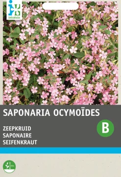 Sale Seifenkraut rosa (Saponaria ocymoides) Blumensamen Saatgut|Immergrüne Pflanzen