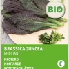Discount Senf (Sinapis alba 'Red Giant') (BIO) Samen Kräutersamen|Saatgut