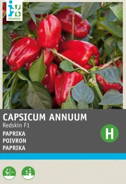 Hot Snack-Paprika (Capsicum annuum 'Patio Paragon') Samen Gemüsesamen|Saatgut