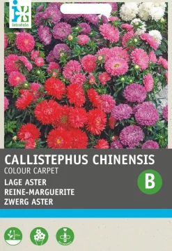 Outlet Sommeraster (Callistephus chinensis 'Colour Carpet') Blumensamen Saatgut|Blühende Pflanzen