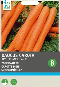 Online Sommermöhren (Daucus carota 'Amsterdamse Bak') Samen Gemüsesamen|Saatgut