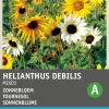 Best Sonnenblume (Helianthus annuus) Blumensamen-Mischung Saatgut|Blühende Pflanzen